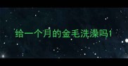 给一个月的金毛洗澡吗