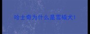 哈士奇为什么是雪橇犬