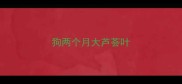 狗两个月大芦荟叶