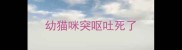 幼猫咪突呕吐死了