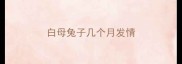 白母兔子几个月发情