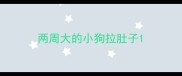 两周大的小狗拉肚子