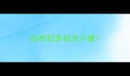 拉布拉多幼犬小便