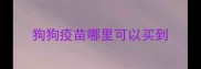 狗狗疫苗哪里可以买到