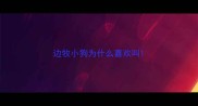 边牧小狗为什么喜欢叫