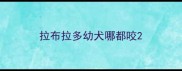 拉布拉多幼犬哪都咬