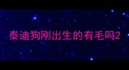 泰迪狗刚出生的有毛吗