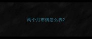两个月布偶怎么养