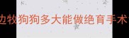 边牧狗狗多大能做绝育手术
