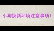 小狗换新环境注意事项