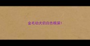 金毛幼犬奶白色眼屎