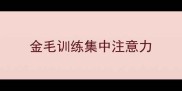 金毛训练集中注意力