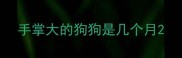 手掌大的狗狗是几个月