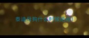 泰迪母狗什么时候绝经