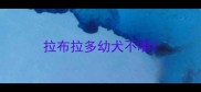 拉布拉多幼犬不嚼