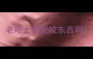 老哈士奇爱咬东西吗