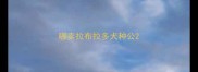 哪卖拉布拉多犬种公