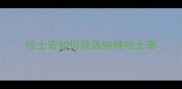 哈士奇如何挑选纯种哈士奇