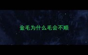 金毛为什么毛会不顺