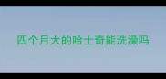 四个月大的哈士奇能洗澡吗