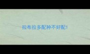 拉布拉多配种不好配