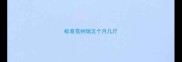 标准雪纳瑞五个月几斤