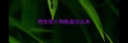 狗生完小狗胎盘没出来