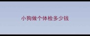 小狗做个体检多少钱