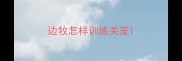 边牧怎样训练关笼