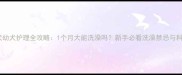 边境牧羊犬幼犬护理全攻略1个月大能洗澡吗新手必看洗澡禁忌与科学护理法