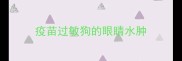 疫苗过敏狗的眼睛水肿