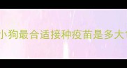 小狗最合适接种疫苗是多大
