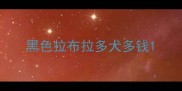 黑色拉布拉多犬多钱