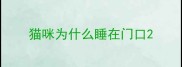 猫咪为什么睡在门口