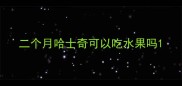 二个月哈士奇可以吃水果吗