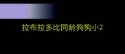 拉布拉多比同龄狗狗小