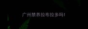 广州禁养拉布拉多吗