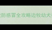 两个月边牧防感冒全攻略边牧幼犬护理必看指南