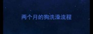 两个月的狗洗澡流程