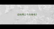 边牧两三个月掉毛