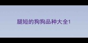 腿短的狗狗品种大全