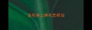 金毛身上掉毛怎样治