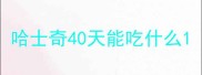 哈士奇40天能吃什么