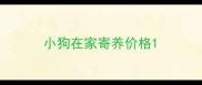 小狗在家寄养价格