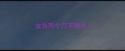 金鱼两个月不换水