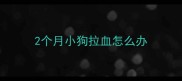 2个月小狗拉血怎么办