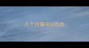 几个月猫可以吃肉