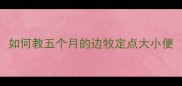 如何教五个月的边牧定点大小便
