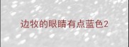 边牧的眼睛有点蓝色