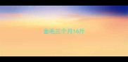 金毛三个月16斤